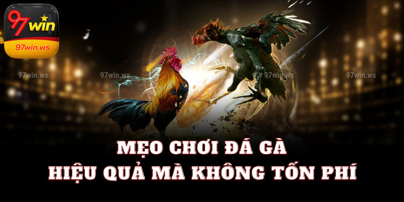 Mẹo chơi đá gà hiệu quả mà không tốn phí